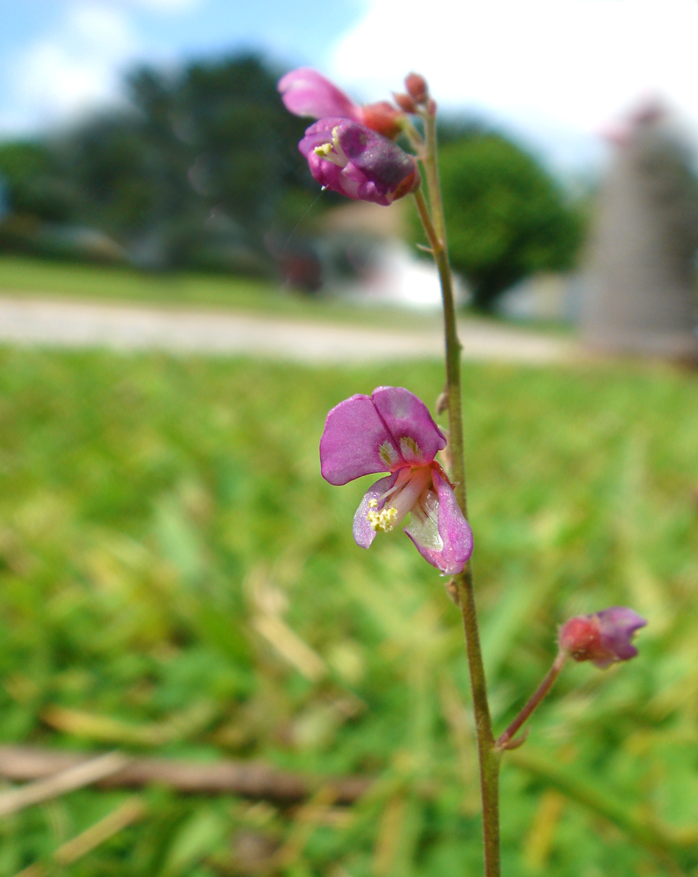 Humble Flower Shutterbug